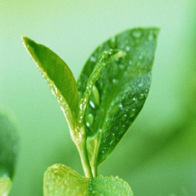 膜分離技術在茶葉深加工的應用